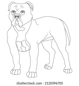 Outline drawing of a pit bull dog for coloring. Bulldog for coloring and outline stroke. Vector illustration