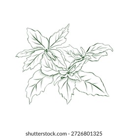 Desenho de esboço de plantas, uma rampa de manjericão. Ilustração minimalista.
