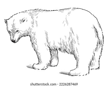 Outline drawing of polar bear standing and looking