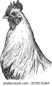 Outline drawing of portrait proud farm rooster