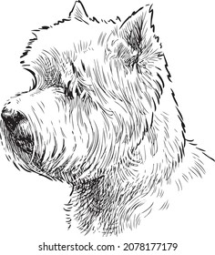 Outline Drawing Of Portrait White Scottish Terrier