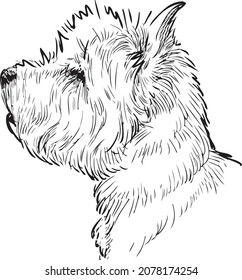 Outline Drawing Of Profile Portrait White Scottish Terrier