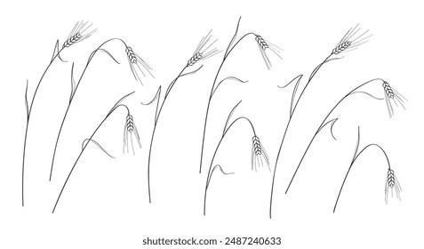 Outline drawing of ripe wheat ears set isolated on white background. Hand drawn dry cereals plant with stem, grain and spike. Organic food concept.  Vector illustration of stylized wheat spikelet.