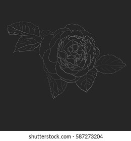 Outline drawing of rose flower on a dark background. Vector illustration.