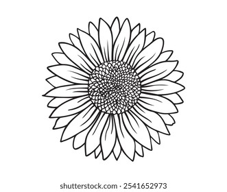 Outline drawing sunflower line art isolated. Hand drawn doodle sunflower. botanical vector flower illustration. Vector illustration