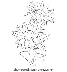 Outline drawing of sunflower, vector illustration