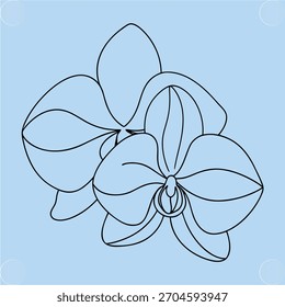 Outline drawing two orchids with delicate lines light blue Keywords: orchid, outline, drawing