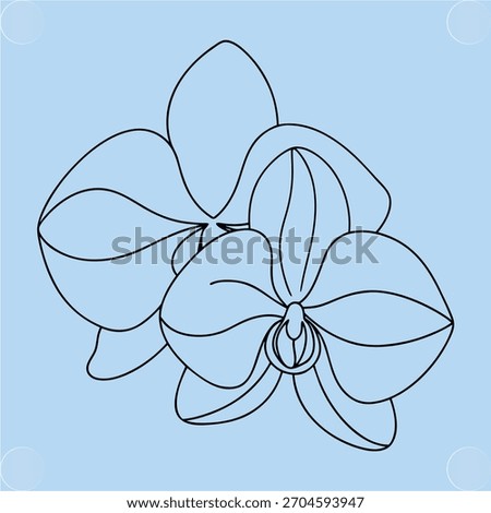 Outline drawing two orchids with delicate lines light blue Keywords: orchid, outline, drawing
