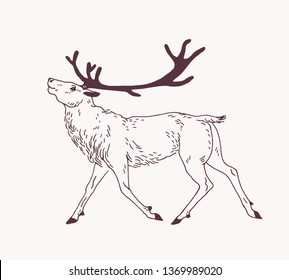 Outline drawing walking male deer  reindeer  hart stag and gorgeous antlers  Graceful wild animal hand drawn and contour lines light background  Forest fauna  Vector illustration for logo 
