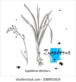 Outline drawing of a zygadenus. A plant hand drawing. Black and white flowers and leaves. Botanical vector illustration.