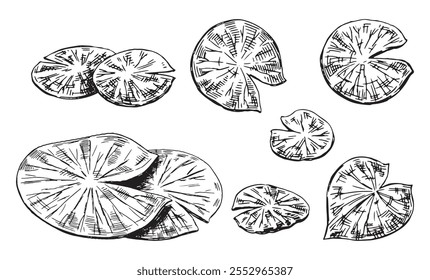 Desenhos esquemáticos coleção de plantas de lírio de água em lagoa, folhas almofadas. Conjunto de folhas de lótus em estilo de esboço. Ilustração vetorial botânica isolada em branco.