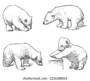 Outline drawings of four cubs of polar bear