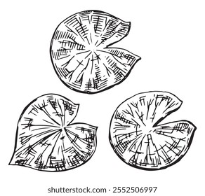 Desenhos esquemáticos de plantas de lírio-d'água em lagoa, folhas almofadas. Conjunto de folhas de lótus em estilo de esboço. Ilustração vetorial botânica isolada em branco.