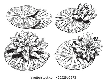 Outline drawings of water lily plants. Set of lotus flowers, leaves in sketch style. Botanical vector illustration isolated on white.