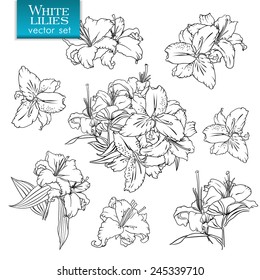 Outline drawings of white lilies. Set of flowers and bouquets