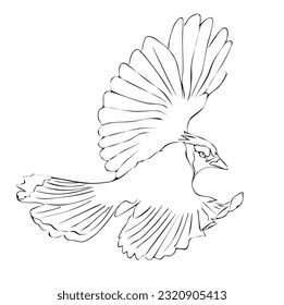 Outline drawn flying bird. Beautiful mockingjay. concept of freedom, peace, unity. Modern vector llustration isolated on white. For Gift Card, postcard, stickers, fabric, t-shirt, posters, gifts, 