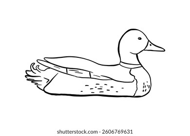 Outline duck. Vector line illustration pond bird isolated on white background. Duckling doodle