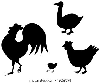 outline ducks cock hen and chicken