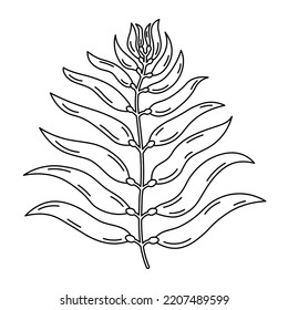 macrocystis drawing