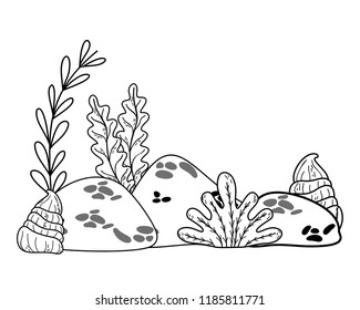 outline exotic seaweed plants with shells and stones