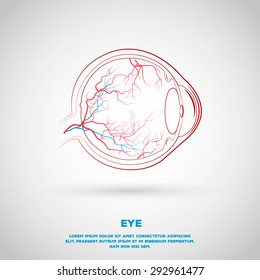 Outline eye plan with vessels. Illustration for school, institution or presentation.