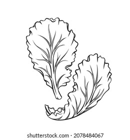 Outline falling Lettuce leaf vector illustration