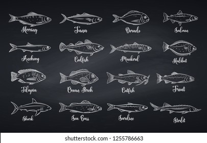 Outline fish. Engraved seafood with bream, mackerel, tuna or sterlet, catfish, codfish and halibut. Tilapia, ocean perch, sardine, anchovy, sea bass and dorado. Chalkboard style, vector illustration