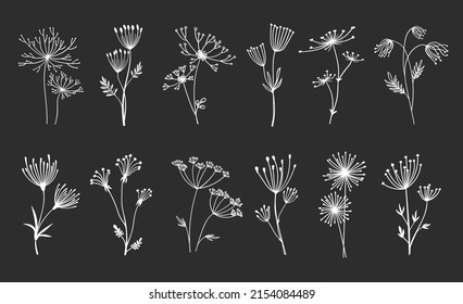 Outline floral twig sprigs, umbrella flowers and leaf, vector plants. Floral umbrella leaves and branches, white linear silhouette on black, springs of fern and buds in outline