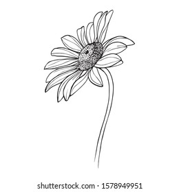 Outline flower drawing. Vector hand drawn engraved floral illustration. Chamomile black ink sketch. Wild botanical garden bloom. Great for tea packaging, label, icon, greeting cards, decor, design