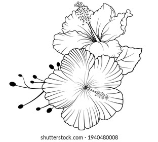 outline flower and leaves background l black and white line illustration of magnolia flowers on a white background