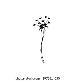 Outline flower. Line art blossom. Spring plant. Summer herb. Digital