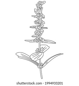 Rahmenblume, Vektorgrafik einzeln auf weißem Hintergrund.