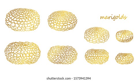 Outline golden marigolds set, quarter and side view. Traditional flowers. Isolated vector objects on white background