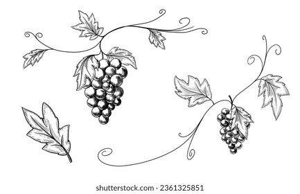 Outline grapes, leaves, berries. Hand drawn sketch converted to vector. Isolated on white background