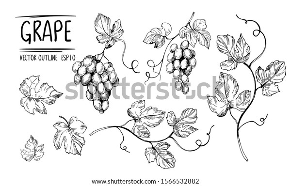 Outline grapes, leaves,\
berries. Hand drawn sketch converted to vector. Isolated on white\
background.