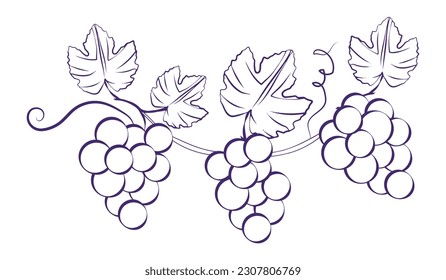 Outline grapes, leaves, berries. Hand-drawn sketch converted to vector. Isolated on white background. 