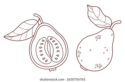 Outline Guava Fruit set. Isolated whole and half tropical garden product Tree on White Background. Line drawing, coloring book. Vector illustration.  Not ai