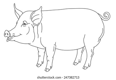 outline hand drawing of domestic pig - vector illustration