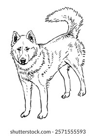 Outline hand drawing of one guard dog standing and looking, realistic vector illustration