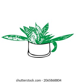Dibujo manual de contorno ilustración de una planta decorativa verde Sansevieria en una olla aislada en un fondo blanco