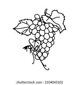 
Outline hand drawn bunch of grapes. Simple doodle style