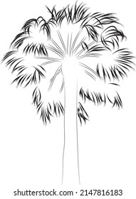 outline hand drawn palm. Black palm trees set isolated on white background. Palm silhouettes. Continuous line palm tree.