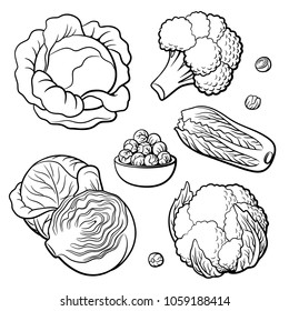 Outline hand drawn set vegetables  Cabbage  broccoli  cauliflower  Chinese cabbage   Brussels sprouts  Black   white vector illustration  isolated white background