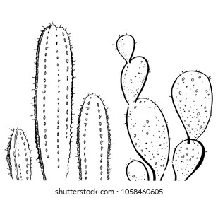 Outline hand drawn vector illustration with two cactuses for cards and posters black on white background