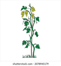 The Outline hand drawn vector illustration of a green grape vine plant with navy blue fruits isolated on a white background