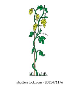 The Outline hand drawn vector illustration of a green grape vine plant with navy blue fruits isolated on a white background
