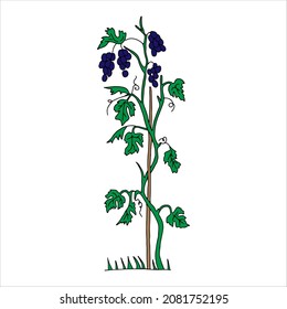 Outline hand drawn vector illustration of a green grape vine plant with navy blue fruits isolated on a white background