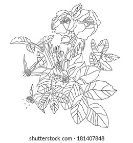Outline hand drawn vector rose on white background