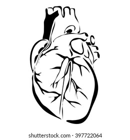Outline heart human internal organs vector image