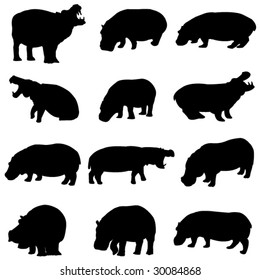 The outline of Hippo in Africa